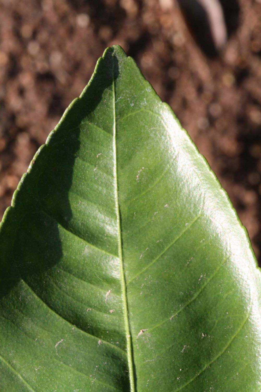              Margin (Riverside, CA)       